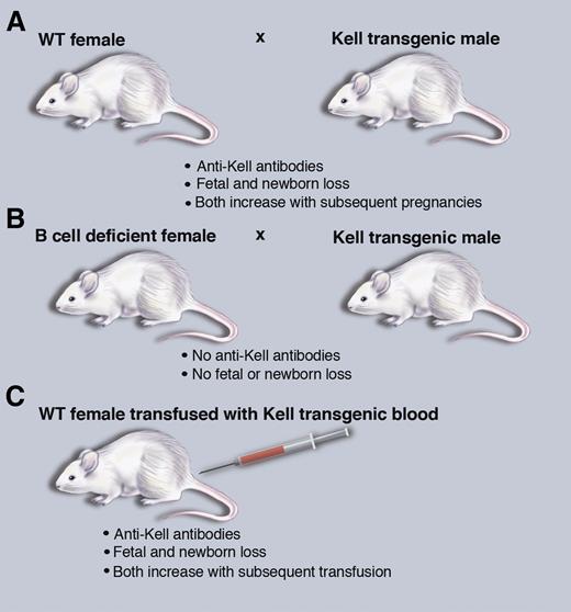 A mouse model of HDFN that recapitulates human disease. (A) Breeding wild-type (WT) female mice with Kel2 transgenic male mice leads to HDFN. (B) HDFN depends on B-cell production of antibodies. (C) Transfusion of Kel2 transgenic blood into wild-type females also leads to HDFN. Professional illustration by Marie Dauenheimer.