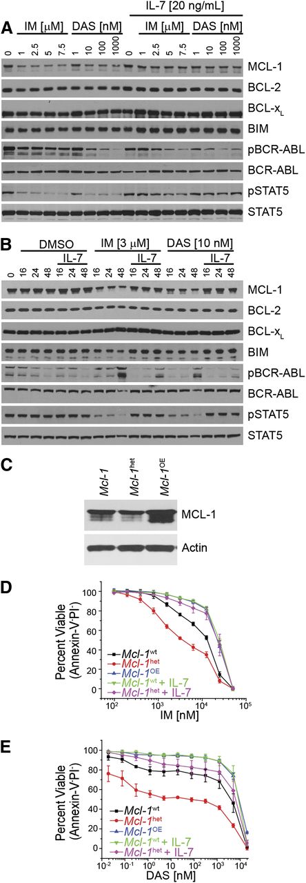 Figure 1. MCL-1 expression dictates response mediated by inhibition of BCR-ABL. (A-B) In vitro–generated BCR-ABL (p185)–expressing Arf−/− cells were treated with IM or DAS in the presence or absence or IL-7 (20 ng/mL) at varying concentrations (24 hours) (A) or with the indicated IM or DAS concentrations for different amounts of time (hours) (B). Cell lysates were resolved and immunoblotted for indicated targets. Anti-ABL antibody was used to detect the BCR-ABL fusion protein, and pBCR-ABL and pSTAT5 represent phosphorylated proteins. (C) Immunoblot of p185-expressing cells that were derived from wild-type Mcl-1 (Mcl-1wt), haploinsufficient (Mcl-1het, 1 floxed Mcl-1 allele deleted using p185-IRES-Cre retrovirus), or overexpressing ectopic Mcl-1 in addition to endogenous (Mcl-1OE) on an Arf−/− genetic background. Cell lysates were resolved and immunoblotted for MCL-1 and actin (loading control). (D-E) Cells described in (C) or p185-expressing Arf−/− pre–B cells were treated for 24 hours at indicated doses with IM (D) or DAS (E) after which cell death was determined. Cells were cultured in the presence of IL-7 (20 ng/mL) where indicated. Annexin-V and PI double-negative cells were scored as viable. Data points represent the average of 3 independent experiments (n = 3), and the error bars denote the standard error of the mean (SEM).