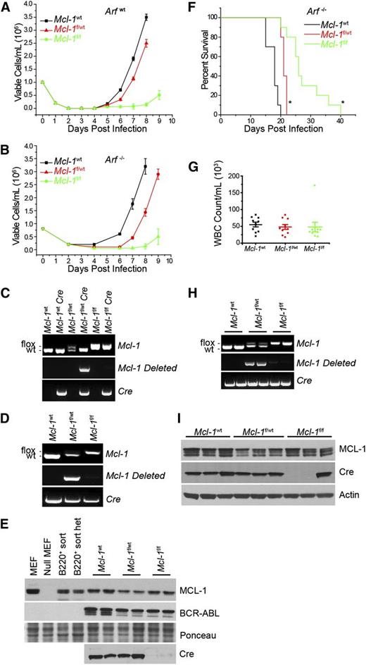 Figure 2. Requirement for MCL-1 during in vitro and in vivo BCR-ABL leukemia initiation. (A-B) BM from wild-type Mcl-1 (Mcl-1wt), Mcl-1f/wt, or Mcl-lf/f mice on Arfwt (A) or Arf−/− (B) genetic backgrounds was transduced with p185-IRES-Cre retrovirus to transform and delete the floxed allele. Viable cell concentration was assessed every 24 hours. Each time point represents an average of 3 independent experiments (n = 3), and the error bars denote SEM. Data represent 10 separate cultures from 2 independent mice. (C-D) Representative Mcl-1, Mcl-1–deleted, and Cre genomic genotyping preformed post outgrowth from Arfwt (C) and Arf−/− (D) genetic backgrounds. (E) Immunoblot analysis from cells that grew out in culture from the Arf−/− experiment detailed in (B) represent 2 independent experiments. Lysates were blotted for MCL-1, BCR-ABL (as detected by anti-ABL antibody), Cre, and Ponceau stain (loading control). (F) Arf−/− BM from Mcl-1wt (n = 10 mice), Mcl-1f/wt (n = 10 mice), or Mcl-1f/f (n = 10 mice) were transduced with p185-IRES-Cre retrovirus and immediately transplanted into lethally irradiated (1100 rad) C57BL/6 recipients. Data represent 10 individual leukemia recipients. BM from 2 independent donor mice was used. Recipient mice where monitored daily and euthanized when moribund. Asterisk (*) denotes P < .001 by log-rank test when compared with Mcl-1wt. (G) Whole blood cell (WBC) counts were taken from each mouse at the time of being euthanized. Each point represents 1 mouse, the horizontal line indicates the averages, and the error bars represent SEM. (H) Representative Mcl-1, deleted Mcl-1, and Cre genotyping of BM cells isolated from 2 representative moribund mice. (I) Representative immunoblots of BM from 3 individual moribund mice were blotted for MCL-1, Cre, and actin (loading control).