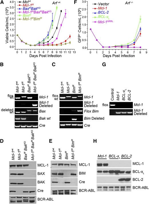 Figure 3. Requirement for antiapoptotic function in initiation of BCR-ABL leukemia. (A) BM from Mcl-1wt, Mcl-lf/f, Baxf/fBaxKO, Baxf/fBaxKOMcl-1f/f, Bimf/f, and Mcl-1f/fBimf/f mice (on an Arfwt background) was transduced with p185-IRES-Cre retrovirus to transform and delete floxed alleles. Viable cell concentration was determined every 24 hours. Each time point represents the average of 3 independent experiments (n = 3) each composed of 2 separate initiations, and the error bars denote the SEM. (B) Representative Mcl-1, Mcl-1–deleted, Bax, Bak, and Cre genomic genotyping post outgrowth from experiment detailed in panel A. (C) Representative Mcl-1, Mcl-1–deleted, Bim, Bim-deleted, and Cre genomic genotyping shown from post-outgrowth cells detailed in panel A. (D) Representative immunoblot of the cells that grew out in culture from the experiment detailed in panel A. Lysates were blotted for MCL-1, BAX, BAK, Cre, and BCR-ABL (as detected by anti-ABL antibody) (loading control). (E) Representative immunoblot analysis of the cells that grew out in culture from the experiment detailed in panel A. Lysates were blotted for MCL-1, BIM, Cre, and BCR-ABL (loading control). (F) Mcl-1f/f Arf−/− pre–B cells were cotransduced with Mcl-1, BCL-2, BCL-XL, or Mcl-1GRRL constructs and p185-IRES-Cre retrovirus. Cell viability was determined every 24 hours. Each time point represents 3 independent experiments (n = 3) composed of 2 separate initiations, and the error bars denote the SEM. (G) Representative Mcl-1 and Mcl-1–deleted genotyping from Mcl-1f/f Arf−/− pre–B cells cotransduced with indicated construct and p185-IRES-Cre retrovirus post outgrowth. (H) Lysates from Mcl-1f/f Arf−/− pre–B cells cotransduced with indicated constructs and p185-IRES-Cre retrovirus post outgrowth were western blotted for MCL-1, BCL-XL, BCL-2 (human-specific antibody), and BCR-ABL (loading control). Results indicate 2 independent cultures.