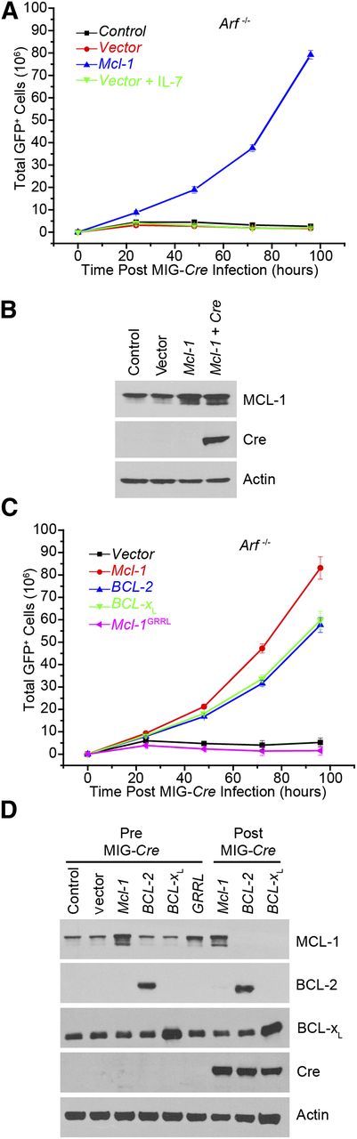 Figure 4. Requirement for antiapoptotic function in leukemia maintenance. (A) In vitro–generated Mcl-1f/f Arf−/− p185+ cells stably expressing either vector or ectopic Mcl-1 were transduced with Cre-IRES-GFP to delete the endogenous Mcl-1. The total number of GFP+ cells was measured every 24 hours. IL-7 was used at a final concentration of 20 ng/mL. Each point represents the average of 3 independent experiments (n = 3), and the error bars denote the SEM. (B) Immunoblot analysis of p185+ Mcl-1f/f Arf−/− pre–B cells before and after Cre-IRES-GFP transduction was performed. Lysates were western blotted for MCL-1, Cre, and actin (loading control). (C) Mcl-1f/f Arf−/− p185+ pre–B cells stably expressing indicated constructs were transduced with Cre-IRES-GFP to delete endogenous Mcl-1. The total number of GFP+ cells was measured every 24 hours. Each point represents the average of 3 independent experiments (n = 3), and the error bars denote the SEM. (D) Immunoblot analysis shown for Mcl-1f/f Arf−/− p185+ pre–B cells before and after Cre-IRES-GFP transduction for MCL-1, BCL-2 (human-specific antibody), BCL-XL, Cre, and Actin (loading control).