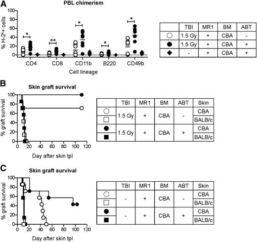 Figure 1. ABT-737 facilitates mixed chimerism induction. B6 recipients (H-2b) were treated with a conditioning protocol including TBI (1.5 Gy), MR1 (2 mg), and 25 × 106 fully MHC-mismatched BM cells from CBA donors (H-2k). Six weeks after BMT, skin transplantation from CBA and BALB/c (3rd party, H-2d) donors was performed. (A) Adding a short course of ABT-737 to the conditioning regimen (ABT; 50 mg/kg/day, from day −3 to day 12 after BMT) resulted in a higher number of chimeric animals and significantly increased the percentage of donor-derived cells in different cell lineages in peripheral blood leukocytes (PBL; 10 weeks after BMT). CD11b for neutrophils; CD49b for natural killer cells; *P < .05; **P < .01. N = 7. (B) After skin transplantation all chimeric mice accepted donor grafts and promptly rejected 3rd-party grafts, demonstrating that donor-specific tolerance had been induced. N = 7-8 per group. (C) Using the same experimental protocol but without TBI, we obtained a pronounced donor-specific hyporesponsiveness, but tolerance was not achieved, as shown by the slow rejection of donor skin grafts over time. N = 7-8 per group. Representative results of 2 independent experiments are shown. tpl, transplantation.