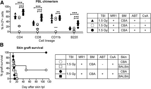 Figure 2. ABT-737 reverses the antitolerogenic effect of CsA. B6 recipients (H-2b) were treated with a conditioning protocol including TBI (1.5 Gy), MR1 (2 mg), and 25 × 106 fully MHC-mismatched BM cells from CBA donors (H-2k). Six weeks after BMT, skin transplantation from CBA and BALB/c (3rd party, H-2d) donors was performed. (A) CsA (10 mg/kg/day, from day −3 to day 12 after BMT) had a deleterious impact on mixed chimerism induction, but this effect was reversed in combination with ABT-737 (ABT, 50 mg/kg/day, from day −3 to day 12 after BMT), as shown in the level of chimerism in different hematopoietic cell lineages in peripheral blood leukocytes (20 weeks after BMT). Notably, the chimerism level in the combination group was even higher than in the group treated with ABT-737 alone. **P < .01; ***P < .001; N = 7-8. (B) Most recipients receiving CsA alone rejected CBA skin grafts, whereas all mice treated with a combination of CsA and ABT-737 accepted CBA and promptly rejected BALB/c skin grafts. N = 7-8/group.