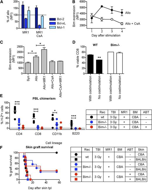 Figure 3. Bim is required for induction of mixed chimerism. BM3.3 splenocytes were stimulated in vitro with CD8-depleted B6 (allo) or CBA (syn) splenocytes. The expression of different Bcl-2 factors in transgenic alloreactive BM3.3 CD8 T cells was monitored by FACS. (A) In comparison with allostimulated cells without additional pharmacological treatment, after 4 days of MLR, cells exposed to MR1 expressed higher levels of Bcl-2 and Mcl-1 and lower levels of Bcl-xL. The expression of these antiapoptotic factors was not influenced by an additional treatment with CsA. Percentages of mean fluorescence intensity (MFI) values in comparison with allostimulated cells without pharmacological treatment are shown. (B) Allostimulation induced a transient upregulation of Bim, with a peak after 2 days of culture. CsA inhibited the initial upregulation of Bim, and MR1 prevented its downregulation in the late activation phase. (C) As a result, after 4 days the level of Bim was low in cells stimulated in the presence of CsA and high with MR1. Statistical comparison with syn: *P < .01. (D) The relevance of these processes on CD8 T-cell viability after polyclonal stimulation was assessed culturing WT and Bim−/− splenocytes in the presence of anti-CD3 with anti-CD28 antibodies or without anti-CD28 and MR1. After 4 days, absence of costimulation reduced the viability of WT CD8 T cells, but the same phenomenon was not observed using Bim−/− cells, suggesting that the downregulation of Bim (C) was important for the viability of activated T cells. **P < .01. (E) In vivo, a standard conditioning protocol (3 Gy TBI, MR1, 25 × 106 CBA BM cells) induced mixed chimerism in all WT B6 mice, but was not successful in the majority of Bim−/− mice, as shown by the levels of chimerism 15 weeks after BMT and (F) by the rejection of CBA skin grafts. Similar results were obtained if ABT-737 was added to the same conditioning protocol (E-F). Statistical comparison WT vs Bim−/−: *P < .05; ***P < .001; N = 6-7 per group.
