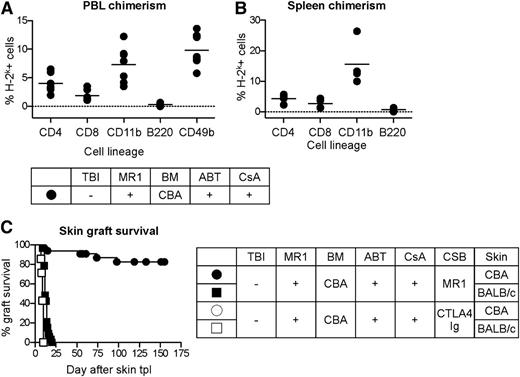 Figure 4. Myelosuppression-free tolerance induction with ABT-737 and CsA. B6 recipients (H-2b) were treated with an irradiation-free conditioning protocol including ABT-737 (50 mg/kg/day), CsA (10 mg/kg/day) from day −3 to day 12, costimulation blockade (CSB) with MR1 (2 mg on day −1), and 25 × 106 fully MHC-mismatched BM cells from CBA donors (H-2k). Four to 6 weeks after BMT, skin transplantation from CBA and BALB/c (3rd party, H-2d) donors was performed. (A-B) A significant myeloid (CD11b+) and T-cell chimerism, but no chimerism in the B-cell compartment, was measured in peripheral blood (FACS at week 10 after BMT shown in panel A) and in the spleen (FACS at 33 weeks after BMT shown in panel B). N = 7 per group. Representative results of 5 independent experiments are shown. (C) Donor skin grafts were indefinitely accepted by 29 out of 33 mice in 5 independent experiments, whereas 3rd-party grafts (BALB/c) were promptly rejected. Combined data of 5 independent experiments are shown. N = 33. The same conditioning protocol failed to induce tolerance, when MR1 was replaced by CTLA4Ig (0.5 mg on day 2).