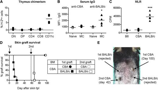 Figure 6. Robust, systemic tolerance after mixed chimerism induction with ABT-737 and CsA. B6 recipients were treated with an irradiation-free conditioning protocol including ABT-737 (50 mg/kg/day), CsA (10 mg/kg/day) from day −3 to day 12, MR1 (2 mg), and 25 × 106 BM cells from CBA donors. Six weeks after BMT, skin transplantation from CBA and BALB/c donors was performed. (A) FACS analysis 33 weeks after BMT revealed a significant percentage of donor-derived antigen-presenting cells (CD11c+) in the thymus, but not in T cells and in T-cell precursors (DN, double negative; DP, double positive). (B) Serum samples were collected 60 days after skin transplantation and analyzed by indirect FACS using CBA and BALB/c cells: a complete absence of CBA-reactive IgG and a normal seroconversion toward BALB/c were measured. MFI, mean fluorescence intensity. Statistical comparison between mixed chimeras (MC) and a group of naïve mice is shown. *P < .05; N = 5. (C) Thirty-three weeks after BMT, recipient mice were killed and their splenocytes stimulated in vitro with irradiated B6 (syn), CBA (BM donor), and BALB/c (3rd party) splenocytes in a classical MLR. T-cell proliferation analysis, measured by 3H-thymidin incorporation, revealed a complete lack of T-cell reactivity against CBA and a normal response toward BALB/c. CPM, counts per minute; ***P < .001; N = 5 per group. (D) A group of mice received a second skin graft 58 days after initial transplantation. All BALB/c grafts were rejected within 10 days, whereas CBA grafts were accepted for more than 40 days without signs of rejection. N = 7 per group. (E) Photograph of a representative example at day 100 after first transplantation.