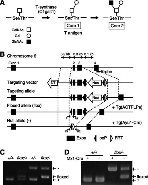 Figure 1. Generation of C1galt1 conditional knockout mice. (A) Schematic showing the mucin-type O-glycan biosynthetic pathway and relevant glycosyltransferases. (B) Targeting strategy for conditional deletion of the C1galt1 gene. The targeting construct contains the second and third exons of C1galt1 and the PGK-neo cassette (Neo) flanked by three loxP sites and Neo flanked by FRT sites. Neo was removed by crossing with mice expressing FLPe under control of the human β-actin promoter. C1galt1 exons were deleted by mating C1galt1flox/+ mice with Ayu1-Cre mice, which ubiquitously express the cre recombinase. The position of the Southern hybridization probe is indicated by the bold line. Arrows, F1, R1, and R2 indicate the position of primers for genotyping. PCR performed on genomic DNA extracted from (C) tails and (D) bone marrow of WT and Mx1-cre::C1galt1flox/− mice injected with pIpC.