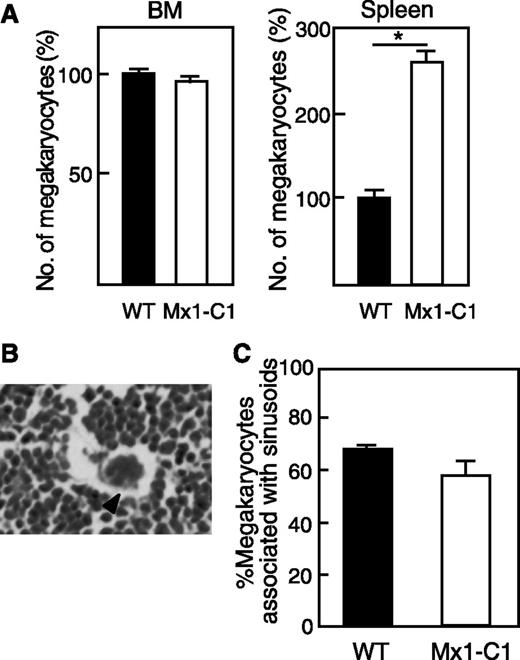 Figure 3. Number of megakaryocytes. (A) Comparison of the number of megakaryocytes in bone marrow and spleen of WT (n = 3) and Mx1-C1 (n = 3) mice. Values are expressed as means ± standard error (SE) relative to the WT level (100%). *P < .01. (B) Photomicrograph of a hematoxylin and eosin–stained bone marrow section illustrating a megakaryocyte intimately associated with marrow vessels. Scale bar, 10 μm. (C) Quantification of megakaryocyte number associated with sinusoidal vessels in WT (n = 3) and Mx1-C1 (n = 3) mice. Values are presented as means ± standard error of the mean (SEM).