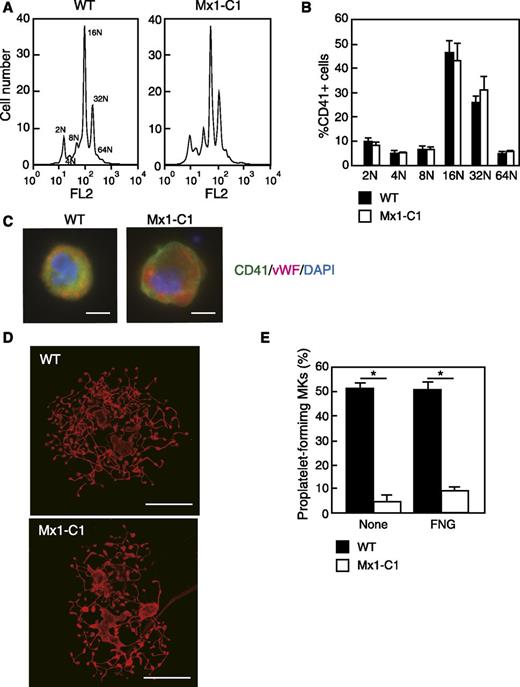 Figure 4. Abnormal terminal differentiation of megakaryocytes in Mx1-C1 mice. (A) Ploidy analysis of femur bone marrow CD41+ megakaryocytes form WT and Mx1-C1 mice. (B) Bar graph of megakaryocyte ploidy analysis. Data represent the mean ± standard deviation (n = 3). (C) Megakaryocytes were stained for CD41 (green), vWF (magenta), and 4,6 diamidino-2-phenylindole (DAPI) (blue). Both WT and Mx1-C1 megakaryocytes exhibit finely granular cytoplasmic staining by anti-vWF Ab. Scale bars, 10 μm. (D) Proplatelet-forming megakaryocytes obtained from WT and Mx1-C1 mice were cultured on fibrinogen-coated glass slides for 14 hours. These proplatelet-forming megakaryocytes were stained for β-tubulin. Scale bars, 50 μm. (E) The percentage of proplatelet-forming megakaryocytes in CD41+ cells was analyzed by fluorescence microscopy. Primary megakaryocytes were plated on fibrinogen-coated (FNG) glass slides or plated in the absence of adhesive proteins (None). Values represent the means ± SEM. *P < .01.