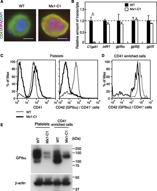 Figure 5. Expression of megakaryocytic-/platelet-specific glycoproteins in Mx1-C1 mice. (A) HPA lectin staining of WT and Mx1-C1 megakaryocytes. Merged image of anti-CD41 (green), HPA lectin (magenta), and DAPI (blue). Scale bars, 10 μm. (B) Quantitative analysis of transcription of megakaryocytic-/platelet-specific glycoproteins in bone marrow using RT-PCR. The expression of each transcript was normalized to that of the gapdh transcript. Data were obtained from triplicate experiments and presented as means ± SEM. *P < .01. (C) Flow cytometric analysis of the expression of CD41 and CD42 (GPIbα) in PRP prepared from WT and Mx1-C1 peripheral blood. The expression of CD42 was represented in a fraction of CD41+ cells within PRP. (D) Flow cytometric analysis of the expression of CD42 (GPIbα) in CD41-enriched cells prepared from WT and Mx1-C1 bone marrow cells. (E) Western blot analysis of platelet or enriched megakaryocyte extracts with anti-GPIbα and anti–β-actin Abs as internal controls.