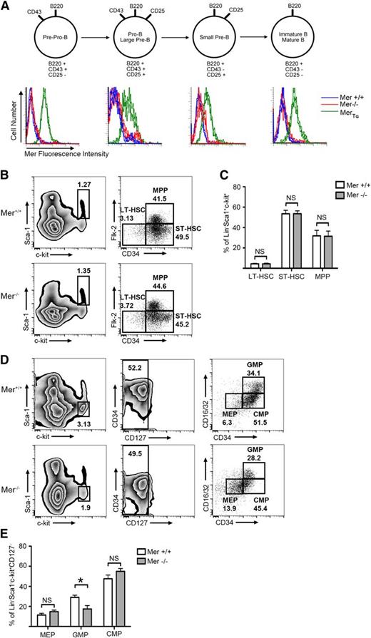 Figure 2. Mer is not expressed on the surface of murine B-lineage cells. Bone marrow was harvested from wild-type (Mer+/+), Mer knockout (Mer−/−), or MerTg C57Bl/6 mice. (A) The remaining lymphocytes were stained with antibodies that bind to the CD45R (B220), CD43, and CD25 surface receptors to classify B cells into various stages of maturation, as depicted in the diagram. Cells were also stained with anti-mouse Mer antibody to detect surface expression of Mer. The histograms demonstrate that Mer is not expressed on the surface of B cells from wild-type mice at any stage of maturation. B cells from Mer−/− or MerTg mice were used as negative and positive controls, respectively. Representative data from 4 independent experiments are shown. (B) Representative flow cytometry plots from Mer+/+ and Mer−/− bone marrow samples identifying the long-term hematopoietic stem cell (LT-HSC; Lin−Sca1+ckit+CD34−Flk2−), short-term hematopoietic stem cell (ST-HSC; Lin−Sca1+ckit+CD34+Flk2−), and multipotent progenitor (MPP; Lin−Sca1+ckit+CD34+Flk2+) populations. (C) Quantification of the LT-HSC, ST-HSC, and MPP populations from Mer+/+ and Mer−/− bone marrow (n = 4). (D) Representative flow cytometry plots identifying the megakaryocyte-erythroid progenitors (MEPs; Lin−Sca1+ckit+CD127−CD34−CD16/32−), granulocyte-macrophage progenitors (GMPs; Lin−Sca1+ckit+CD127−CD34+CD16/32+), and common myeloid progenitors (CMPs; Lin−Sca1+ckit+CD127−CD34+CD16/32−) from Mer+/+ and Mer−/− bone marrow. (E) Quantification of the MEP, GMP, and CMP populations from Mer+/+ and Mer−/− bone marrow (n = 5). All graphs show the mean ± standard error of the mean (SEM) from at least two independent experiments. *P < .05. NS, not significant.