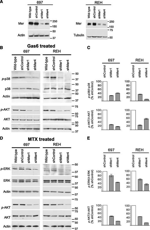 Figure 3. Mer knockdown decreases intracellular survival and proliferation signaling. Wild-type cells were infected with lentiviral particles containing 1 of 2 independent shRNA constructs targeting Mer (shMer1, shMer4) or GFP (shControl) as a nonsilencing control. (A) Mer knockdown was confirmed by immunoblot analysis of whole-cell lysate. Equal amounts of total protein were analyzed to qualitatively demonstrate reduced expression of Mer (∼180 kDa). Blots were stripped and reprobed with anti-actin antibody (∼43 kDa) or anti-tubulin antibody (∼55 kDa) to confirm similar protein loading of 697 and REH lysates, respectively. (B) Wild-type, shControl, and Mer knockdown (shMer1, shMer4) 697 and REH cells were incubated in serum-free medium for 3 hours prior to stimulation with 200 nM Gas6 for 10 minutes or (D) cultured in cRPMI and treated with 30 nM methotrexate (MTX) for 1 hour. Whole-cell lysates were prepared and phosphorylated (denoted by p-) and total proteins were detected. Immunoblots representative of 3 independent experiments are shown. Blots were stripped and reprobed with anti-actin antibody (∼43 kDa) to confirm similar protein loading. (C) Ratio of phosphorylated p38 MAPK and AKT to total protein level was decreased in shMer1 and shMer4 cells relative to shControl cells following stimulation with Gas6. (E) Ratio of phosphorylated ERK1/2 and AKT was decreased in shMer1 and shMer4 cells relative to shControl cells following treatment with MTX.