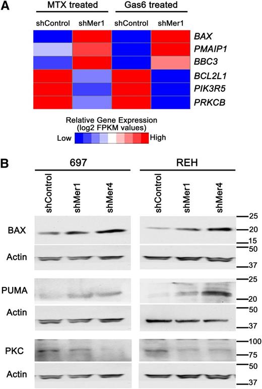 Figure 4. Mer knockdown attenuates pro-survival gene regulation and increases pro-apoptotic gene expression. (A) After treatment with 200 nM Gas6 for 10 minutes or 30 nM methotrexate for 1 hour, shMer1 knockdown and shControl 697 cells were harvested and RNA was extracted. RNA sequencing was performed revealing increased mRNA expression of proapoptotic genes BAX (BAX), PMAIP1 (NOXA), and BBC3 (PUMA) and decreased expression of prosurvival genes BCL2L1 (BCL-XL), PIK3R5 (PI3K), and PRKCB (PKC) in shMer knockdown cells relative to control cells after treatment with Gas6 or methotrexate. (B) Immunoblot analysis of BAX, PUMA, and PKC protein levels in shMer knockdown and shControl 697 cells treated with Gas6 or methotrexate demonstrating protein levels concordant with the altered gene expression profiles observed in panel A.