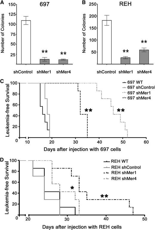 Figure 7. Mer inhibition is sufficient to significantly decrease colony formation and inhibit leukemogenesis in a mouse xenograft model of pre–B-ALL. Equal numbers of (A) 697, (B) REH shControl, and Mer knockdown (shMer1, shMer4) cells were cultured in methylcellulose for 10 days. Mer knockdown cells formed significantly fewer colonies than shControl cells. Mean values and SEs derived from at least 3 independent experiments are shown. (C-D) NSG mice (n = 7 per group) were injected intravenously with 2 × 106 (697) or 3 × 106 (REH) wild-type, shControl, shMer1, or shMer4 cells. (C) Comparison of survival curves for 697 xenografts revealed a significant increase in leukemia-free survival with Mer inhibition (median survival: 46 days for shMer1, 32 days for shMer4) compared with shControl xenografts (median survival: 18 days). No significant difference was observed between 697 xenografts injected with shControl and wild-type (median survival: 16 days) cells. (D) Comparison of survival curves for REH xenografts revealed a significant increase in leukemia-free survival with Mer inhibition (median survival: 33 days for shMer1, 28 days for shMer4) compared with shControl xenografts (median survival: 24 days). No significant difference was observed between REH xenografts injected with shControl and wild-type (median survival 24 days) cells. *P < .05; **P < .01.