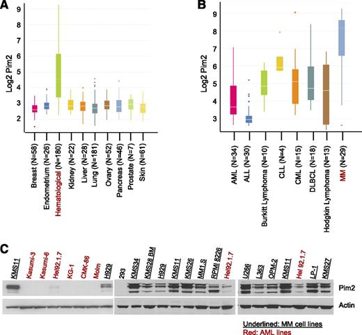 Figure 1. Pim2 expression is highly elevated in MM cell lines. (A) Pim2 mRNA is highly elevated in hematologic tumor cell lines. (B) Pim2 mRNA expression is most prominent in MM cell lines. (C) Pim2 protein expression is most prominent in MM cell lines. Pim2 protein expression was examined by immunoblotting in a panel of acute monoblastic leukemia (AML) cell lines and a panel of MM cell lines. ALL, acute lymphoblastic leukemia; CLL, chronic lymphocytic leukemia; CML, chronic myeloblastic leukemia; DLBCL, diffuse large B-cell lymphoma.