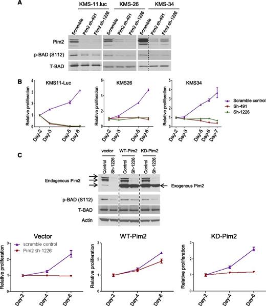 Figure 2. Pim2 is required for maintaining MM cell growth. (A) Significant knockdown of Pim2 protein by shRNAs in multiple MM cell lines, including KMS-11.luc, KMS-26, and KMS-34. (B) Pim2 knockdown inhibits MM cell growth. Pim2 levels were knocked down by shRNAs in KMS-11.luc, KMS-26, and KMS-34 cells as in (A). Cell growth was monitored by cell titer glow (CTG) assay at indicated time points. Relative proliferation was normalized to Day 2, which is 24 hours after puromycin selection. (C) Exogenous shRNA-1226–resistant Pim2 expression rescues the growth inhibition effect caused by Pim2 knockdown. Endogenous Pim2 level was reduced by shRNA-1226, which targets the 3′ untranslated region of Pim2 mRNA. WT-Pim2 and KD-Pim2, with empty vector as transfection control, were reintroduced into KMS-11.luc cells (top). Cell growth was monitored by CTG assay at indicated time points (bottom).