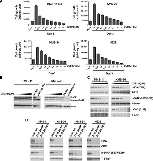 Figure 3. Pim inhibition leads to MM cell proliferation inhibition and represses mTOR-C1 signaling. (A) Pim inhibition leads to reduced MM cell growth. KMS-11.luc, KMS-26, KMS-34, and H929 cells were treated with increasing doses of selective Pim kinase inhibitor LGB321 for 3 days. Cell growth was measured by CTG assay. (B) Pim inhibition does not affect apoptosis. KMS-11 and KMS-26 cells were treated with increasing doses of LGB321 (0, 0.03, 0.1, 0.33, 1.0 μM) for 2 days (12-hour treatment with staurosporine as positive control), PARP cleavage was examined by immunoblotting. (C) Pim inhibition leads to a severe decrease of mTOR-C1 pathway activity. KMS-11 and KMS-26 cells were treated with increasing doses of LGB321 (0, 0.03, 0.1, 0.33, 1.0 μM) for 2 hours; mTOR-C1 pathway activity was examined by the level of p-P70S6K (T389) and p-S6RP (S235/S236) through immunoblotting. (D) Pim2 knockdown by shRNAs leads to inhibition of mTOR-C1 pathway. Pim2-specific shRNAs were delivered into KMS-11, KMS-26, KMS-34, and H929 cells through lentiviral infection. At 48 hours post infection, lysates were examined for Pim2 knockdown and p-S6RP (S235/S236) by immunoblotting.