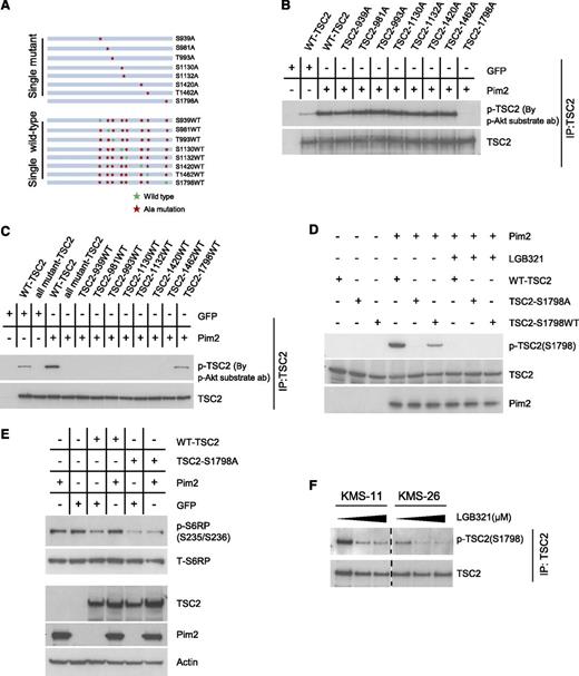 Figure 5. Pim2 phosphorylates TSC2 on Ser-1798 to regulate mTOR-C1 signaling. (A) Schematic representation of two sets of TSC2 mutants. One set of mutants contains a single mutation from Ser or Thr to Ala; the second set of mutants maintains 1 WT Ser or Thr while mutating the other 7 to Ala. (B) Serine to alanine mutation of 1798 abolished TSC2 phosphorylation by Pim2. WT-TSC2 or TSC2 with single Ser/Thr to Ala mutations were transfected into TSC2 null 293A cells with either GFP or Pim2. TSC2 was immunoprecipitated by TSC2 Ab and then analyzed for p-TSC2 level by p-Akt substrate Ab with immunoblotting. (C) Pim2 primarily phosphorylates TSC2 on Ser-1798. WT-TSC2, all mutant-TSC2, or TSC2 mutants with single WT-Ser/Thr were transfected into TSC2 null 293A cells with either GFP or Pim2. TSC2 was immunoprecipitated by TSC2 Ab and then analyzed for p-TSC2 level by p-Akt substrate Ab with immunoblotting. (D) In vitro kinase assay confirms that Pim2 phosphorylates TSC2 on Ser-1798. WT-TSC2, TSC2-S1798A, or TSC2-S1798WT were transfected into TSC2 null 293A cells and, after 24 hours, were switched to serum-free medium for another 36 hours. TSC2 was immunoprecipitated by TSC2 Ab and then incubated with either recombinant Pim2 or recombinant Pim2 with preincubation with LGB321. Reaction was terminated and analyzed for p-TSC2 (Ser-1798) by immunoblotting. (E) TSC2 Ser-1798 phosphorylation plays an important role in mediating Pim2’s modulation on mTOR-C1. WT-TSC2 or TSC2-S1798A was transfected into TSC2 null 293A cells with either GFP or Pim2, and the phosphorylation status of p-S6RP (S235/S236) was examined 48 hours post transfection. (F) Pim inhibition leads to reduced p-TSC2 (Ser-1798) in MM cells. KMS-11 and KMS-26 cells were treated with LGB321 (0, 0.33, and 1.0 μM) for 2 hours; TSC2 was immunoprecipitated and analyzed for p-TSC2 (Ser-1798).