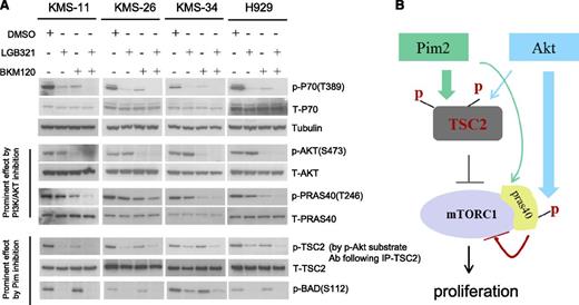 Figure 6. Pim2 and Akt are parallel upstream mTOR-C1 regulators in MM. (A) Combinational inhibition of both Pim and PI3K/Akt leads to more pronounced reduction of mTOR-C1 activity than inhibiting Pim or PI3K/Akt alone in MM cell lines. MM cell lines KMS-11, KMS-26, KMS-34, and H929 were treated with either LGB321 (1.0 μM) or BKM120 (1.0 μM), or both LGB321 and BKM120 for 2 hours. Cell lysates were examined for p-P70 (T389), p-AKT (S473), p-PRAS40 (T246), and p-BAD (S112). p-TSC2 levels were examined by p-Akt substrate Ab following TSC2 IP. (B) Model: Pim2 primarily regulates mTOR-C1 activity through phosphorylating TSC2, while Akt mainly exerts its modulation on mTOR-C1 pathway through regulating p-PRAS40.