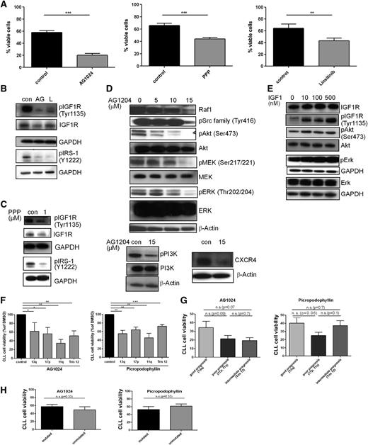 Figure 2. IGF1R inhibition is more efficient in CLL patient cells with a poor prognosis, and IGF1R engagement activates the PI3K and Erk pathways and its inhibition is associated with enhanced cell death and impaired downstream signaling. (A) CLL B cells purified from freshly isolated or freeze-thawed PBMCs from CLL patient samples were treated with a single dose of 15 µM AG1024, 1 µM PPP, or 1 µM linsitinib for 24 hours, and cell survival was determined by flow cytometry. Results are shown as mean ± SEM (n = 20). (B) CLL B cells purified from freshly isolated or freeze-thawed PBMCs from CLL patient samples were treated with a single dose of 15 µM AG1024 (AG) or 1 µM linsitinib (L) and immunoblotted for the expression of phosphorylated IGF1R and IRS-1 (n = 6). (C) CLL B cells purified from freshly isolated or freeze-thawed PBMCs from CLL patient samples were treated with a single dose of 1 µM PPP and were immunoblotted for the expression of phosphorylated IGF1R and IRS-1 (n = 4). (D) CLL B cells purified from freshly isolated or freeze-thawed PBMCs from CLL patient samples were treated with 5 to 15 µM AG1024 and underwent western blot analysis using the indicated antibodies. Results are represented as mean ± SEM (n = 10). Supplemental Figure 1C shows the associated densitometric analysis after treatment with 15 µM AG1024. (E) CLL B cells purified from freshly isolated or freeze-thawed PBMCs from CLL patient samples were treated with 10 to 500 nM rhIGF-1 and were immunoblotted for the expression of IGF1R, pIGF1R, pAkt, Akt, pERK, and Erk. A representative example from 4 independent experiments is shown. (F) CLL B cells from different patients were stratified according to different genetic aberrations and were compared for their responsiveness toward the IGF1R inhibitors AG1024 or PPP. Results are represented relative to DMSO-treated controls (n = 10). (G) CLL B cells from different patients were stratified according to distinct prognostic CLL subgroups and were compared for their responsiveness toward the IGF1R inhibitors AG1024 or PPP (mean ± SEM, n = 10). (H) CLL B cells with different mutational statuses were compared in their responsiveness toward the IGF1R inhibitors AG1024 or PPP (n = 10).