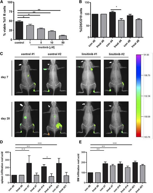 Figure 4. Oral administration of the IGF1R inhibitor linsitinib decreases the amount of CD5/CD19+ cells of Eµ-Tcl1 transgenic mice in vivo and reduces tumor engraftment, spleen, and BM infiltration in NOD/SCID common γ chain–deficient (NSG) mice. (A) B cells (CD5+/CD19+) purified from the spleens of Eµ-Tcl1 transgenic mice were treated with 1 to 50 µM linsitinib for 24 hours, and cell survival was determined by flow cytometry (mean ± SEM, n = 10). (B) Female and male Eµ-Tcl1 transgenic mice were randomized into 2 groups of 5 animals each and treated with 25 mg/kg linsitinib by oral gavage once per day for 8 days. The amount of CD5+/CD19+ cells was assessed at days 0, 4, and 8 by collecting tail vein blood and staining for CD5 and CD19. Results are represented relative to vehicle-treated control mice (n = 5 per group). (C) NSG mice were injected with 1 × 108 B-CLL patient-derived PBMCs intravenously and 1 × 108 PBMCs intraperitoneally. Seven days thereafter, mice were randomized into 2 groups of 6 animals each, treated with ClinOleic 20% (Baxter) (10 mL/kg per day orally on days 7-19) or linsitinib (25 mg/kg per day orally on days 7-19; Selleckchem), and tumor size and intensity was measured at different time points. After antibody injection, mice were anesthetized by isoflurane inhalation and images were taken using a Kodak in vivo imaging system (Kodak Image Station in vivo FX). In addition, animals were radiographed and the 2 pictures merged for optimal localization of the fluorescent region. Two representative images for the control and treatment groups are shown (n = 6 per group). (D-E) NSG mice were injected with 1 × 108 B-CLL patient-derived PBMCs intravenously and 1 × 108 PBMCs intraperitoneally. Seven days thereafter, mice were randomized into 2 groups of 6 animals each and treated with ClinOleic 20% (Baxter) (10 mL/kg per day orally on days 7-19) or linsitinib (25 mg/kg per day orally on days 7-19; Selleckchem), and cell engraftment was assessed in the spleen (D) and BM (E). Tumor cell growth repression was calculated as the reduction of human tumor cells compared with untreated mice (n = 6 per group).
