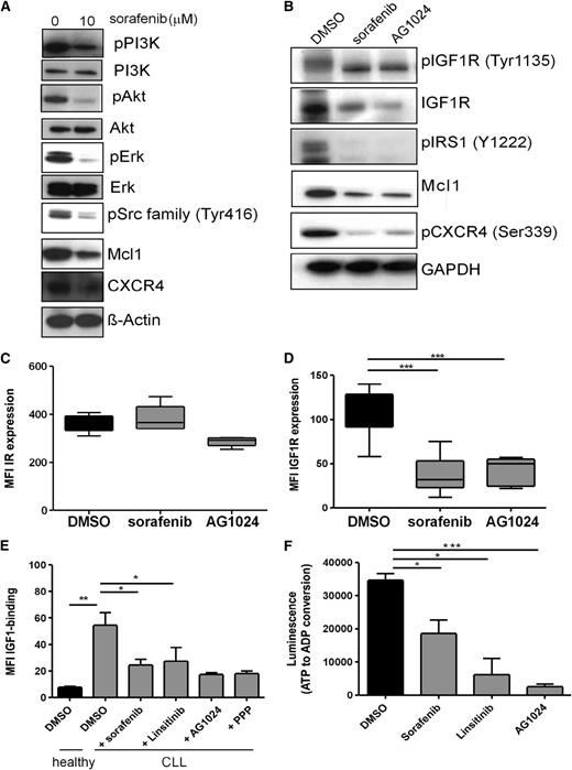 Figure 6. Sorafenib targets the same molecules as IGF1R inhibitors, reduces IGF1R expression, counteracts IGF-1 binding, and inhibits the in vitro kinase activity of recombinant human IGF1R. (A) CLL B cells were treated with 10 µM sorafenib and immunoblotted for the expression of pPI3K, PI3K, pAkt, Akt, pErk, Erk, pSrc, CXCR4, and Mcl1. A representative example from 8 independent experiments is shown. (B) CLL B cells were treated with 10 µM sorafenib or 15 µM AG1024 and immunoblotted for the expression of pIGF1R, IGF1R, pIRS1, Mcl1, and pCXCR4. A representative example from 10 independent experiments is shown. (C) CLL B cells were treated with a single dose of 10 µM sorafenib or 15 µM AG1024 for 24 hours, and IR expression was determined by flow cytometry (n = 10). (D) CLL B cells were treated with a single dose of 10 µM sorafenib or 15 µM AG1024 for 24 hours, and IGF1R expression was determined by flow cytometry (n = 10). (E) CLL B cells treated with DMSO, sorafenib, linsitinib, AG1024, or PPP were treated with biotinylated IGF-1, and binding of IGF-1 to CLL cells was determined by flow cytometry (n = 3). (F) Sorafenib inhibits the in vitro kinase activity of recombinant human IGF1R. Two IGF1R inhibitors (AG1024 and linsitinib) were used as a positive control. In this assay, the IGF1R activity is measured by luminescence-based detection of adenosine dipsosphate produced during the kinase reaction (n = 3).