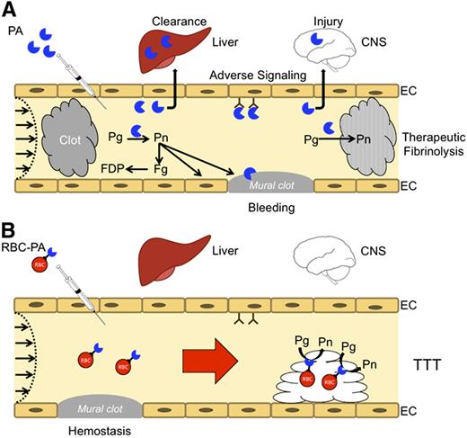 Figure 3. Coupling PAs to carrier RBC may convert risky fibrinolytic therapy into safe transient thromboprophylaxis. (A) PAs are used in the emergency setting for reperfusion. High doses are needed to compensate for rapid inactivation by PAI-1 and clearance by the liver and other organs. PAs diffuse into hemostatic mural clots, as well as occlusive pathological clots, increasing the risk of bleeding, and into tissues, such as the CNS, where they cause toxicity. Therapeutic doses can deplete fibrinogen and plasminogen increasing the risk of bleeding while reducing fibrinolytic potential. Only a small proportion of the residual circulating PA reaches and penetrates the interior of clots. (B) RBC-coupled PAs avoid rapid clearance, circulating for many hours to days without damaging carrier RBCs. The large size and hemodynamic factors prevent access to preexisting hemostatic clots, limit extravasation into tissues, and block interaction with cellular receptors such as uPAR (CD87) and integrins that may initiate deleterious intravascular signaling cascades. RBC-coupled PAs are incorporated within nascent intravascular clots formed after treatment, which they lyse from within, rapidly restoring flow and preventing ischemia at doses that are orders of magnitude less than free fibrinolytics.