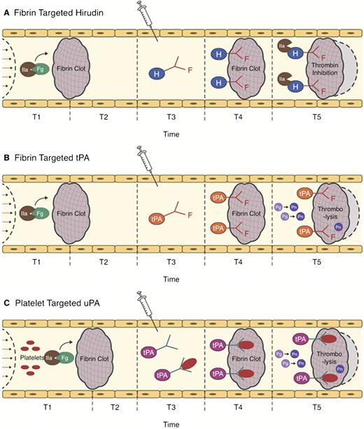 Figure 4. Strategies for ATA targeting. The action of clot-targeted scFv/ATA has been studied in animal models of arterial and venous thrombosis. ATA fusions or antibody conjugates injected in the vasculature shortly after thrombotic occlusion (T3) circulate for a limited period of time. Affinity to clot components enhances the fraction of injected ATA accumulating at the thrombotic site. (A-B) Fibrin-targeted ATAs bind to fibrin accessible at the clot surface and to additional fibrin depositing at the site of thrombosis in the course of clot growth and remodeling (light gray area surrounded by dash line). (C) ATAs bind to activated platelets accessible from the clot surface and in the remodeling clot, or to resting platelets (which may prolong circulation and provide continuous platelet-mediated delivery into secondary or remodeling clots). (A) Clot-associated anticoagulants (eg, hirudin) inhibit additional formation of thrombin, thus limiting thrombus growth, (B-C) whereas PAs facilitate dissolution of clots and foster reperfusion.