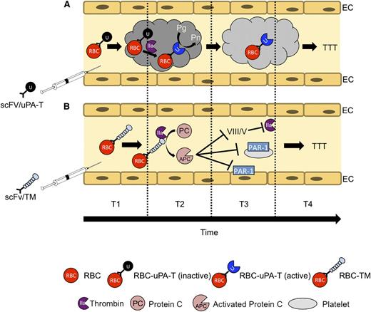 Figure 5. TTT by RBC-targeted fusion ATA pro-drugs. Targeted ATAs, including fibrinolytics such as PAs (tPA and uPA) and anticoagulants such as TM, bind to RBCs in the bloodstream and circulate for a prolonged time without damaging the cell carrier or causing other adverse effects typical of soluble drugs. Using RBC-targeted fusion constructs avoids the need for ex vivo loading and transfusion, thereby increasing clinical utility. Altering the mode of enzymatic activation from plasmin to thrombin enhances safety and localization. (A) scFv/uPA-T containing a variant of uPA sensitive to activation by thrombin exerts maximal fibrinolytic activity at sites of active clotting where the concentration of thrombin is greatest. (B) scFv/TM facilitates local conversion by thrombin of protein C into APC, which in turn inactivates activated coagulation factors Va and VIIIa and inhibits prothrombotic and proinflammatory signaling via protease activated receptors (PARs) on platelets and ECs, respectively.