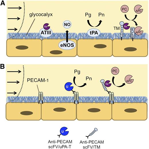 Figure 6. Endothelial Targeting of ATA. (A) Healthy ECs express antithrombotic activity, using a variety of antiplatelet, anticoagulant, and fibrinolytic mechanisms to maintain blood fluidity. (B) Thrombin-dependent therapeutics, including lmw-scuPA-T and TM, can be anchored to the luminal membrane of ECs using PECAM-targeted scFv antibody fragments. This approach has the potential to augment endogenous antithrombotic mechanisms, which developed through millions of years of evolution to prevent thrombosis without compromising normal tissue responses to injury.