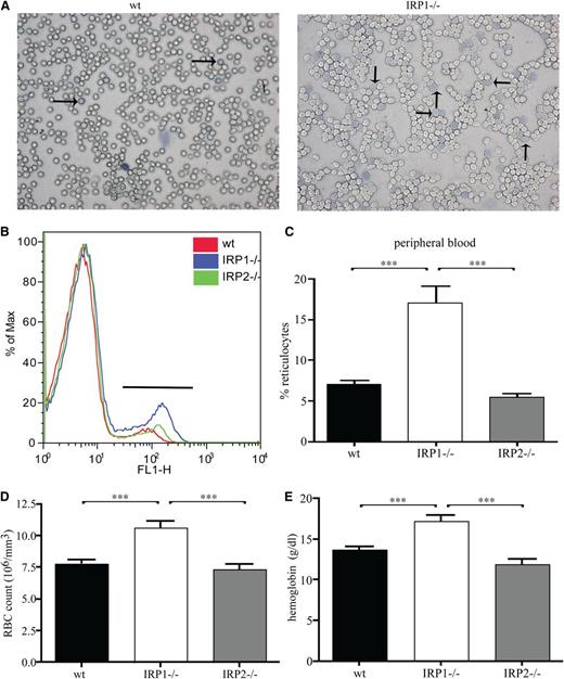 Figure 2. IRP1 deficiency leads to reticulocytosis and polycythemia. WT, IRP1−/−, and IRP2−/− mice (n = 7) were euthanized at the age of 4 to 6 weeks. (A) Peripheral blood smear stained for reticulocytes (indicated by arrows). (B) Fluorescence-activated cell sorter analysis of peripheral blood stained with thiazole orange. (C) Percentage of reticulocytes in peripheral blood. (D) Red blood cell (RBC) count. (E) Hemoglobin values. ***P < .001.