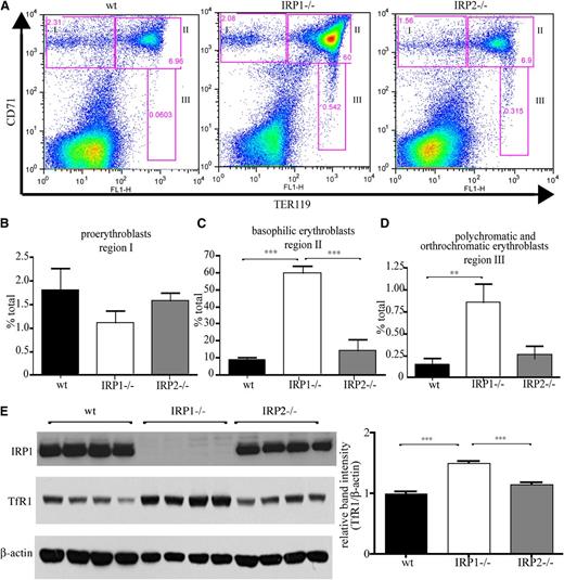 Figure 3. IRP1 deficiency stimulates erythroid cell differentiation in the spleen. WT, IRP1−/−, and IRP2−/− mice (n = 7) were euthanized at the age of 4 to 6 weeks, and splenic cells were analyzed by fluorescence-activated cell sorter. (A) CD71 and TER119 staining. (B) Region I: the proerythroblast population (CD71high TER119low). (C) Region II: the basophilic erythroblast population (CD71high TER119high). (D) Region III: the hemoglobin producing polychromatic and orthochromatic erythroblasts (CD71low-medium TER119high). (E) (Left) Western blots of IRP1, TfR1, and β-actin in splenic tissue from WT, IRP1−/−, or IRP2−/− mice (n = 4). (Right) Densitometric quantification of TfR1 expression. **P < .01; ***P < .001.