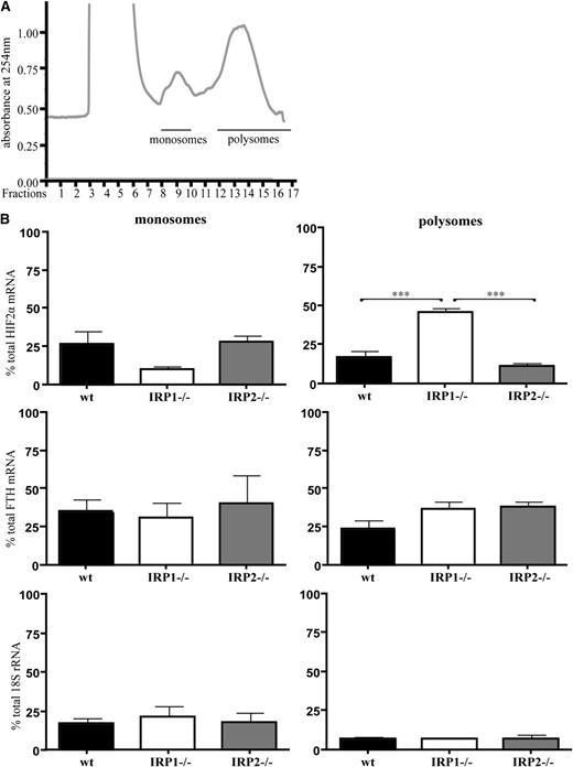 Figure 4. Translational de-repression of HIF2α mRNA in IRP1−/− kidneys. WT, IRP1−/−, and IRP2−/− mice were euthanized at the age of 6 weeks. RNA was prepared from kidneys and analyzed by sucrose gradient fractionation. (A) A typical kidney polysomal profile from 6-week-old mice. Pooled monosomes (fractions 9 and 10) and polysomes (fractions 12-17) are shown. (B) Distribution of HIF2α mRNA, H-ferritin (FTH) mRNA, and 18S rRNA among monosomal and polysomal fractions. Relative quantities of target genes were normalized to the internal control β-actin that was then normalized to the level of input mRNA. Data were obtained from n = 6 mice. ***P < .001.