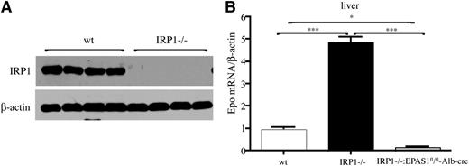Figure 6. Induction of hepatic Epo mRNA in IRP1−/− mice is mediated by HIF2α. (A) Western blot analysis of IRP1 and β-actin in livers of 6-week-old WT and IRP1−/− mice (n = 4). (B) Analysis of Epo mRNA expression by quantitative polymerase chain reaction in livers of 6-week-old WT IRP1−/−, and IRP1−/−:EPAS1fl/fl-Alb-cre mice (n = 6). *P < .05; ***P < .001.
