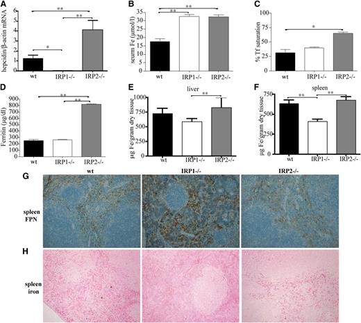 Figure 7. IRP1 deficiency leads to suppressed hepcidin expression in the liver, hyperferremia, and depletion of splenic macrophages from iron due to accumulation of ferroportin. WT, IRP1−/−, and IRP2−/− mice (n = 6) were euthanized at the age of 4 to 6 weeks. (A) Analysis of liver hepcidin mRNA expression by quantitative polymerase chain reaction. (B-D) Analysis of serum iron, transferrin (Tf) saturation, and serum ferritin levels. (E-F) Quantification of hepatic and splenic iron by the ferrozine assay. (G) Immunohistochemical detection of splenic ferroportin (FPN). (H) Assessment of splenic iron deposits by Perls’ Prussian blue staining. *P < .05; **P < .01.