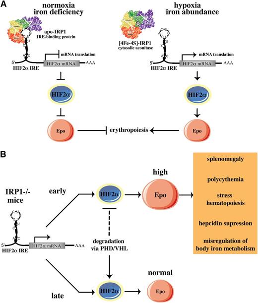 Figure 8. Models for pathophysiological responses mediated by the IRP1/HIF2a pathway. (A) Translational regulation of HIF2α mRNA by IRP1. (B) Age-dependent erythropoietic abnormalities of IRP1−/− mice. See Discussion for details.