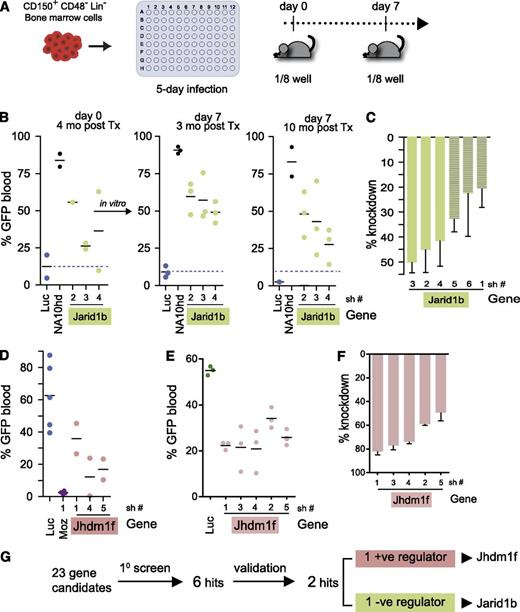 Figure 3. Validation assays for identified hits. (A) Schema of experimental design. (B) Long-term contribution of GFP+ (shLuc+, shJarid1b+, or NA10hd+) cells to peripheral blood reconstitution of recipients; GT >80% for all conditions. Left panel: recipients of day 0 cells; central and right panels, recipients of day 7 cells. NA10hd, cells engineered to overexpress NUP98Hoxa10-homeodomain fusion protein and GFP. (C) Evaluation of Jarid1b knockdown in GFP+ shJarid1b-transduced cells compared with shLuc controls. Results represent average ± SEM; n = 4). Relative transcript quantities (RQ) values determined for 6 hairpins. Bars with dashed lines correspond to shRNA constructs (sh5,6 and 1) that did not achieve significant (ie, >30%) knockdown of Jarid1b in BM HSC. (D) Long-term contribution of GFP+ (shLuc+, or shMoz+, or shJhdm1f+) cells to peripheral blood reconstitution in recipients of day 0 cells. Each recipient received a one-quarter of the transduced cell population, or twice the number of input cells transplanted for validation experiment shown in Figure 3A. (E) Short-term (3 weeks) contribution of GFP+ (shLuc+- or shJhdm1f+-transduced) cells to peripheral blood reconstitution in recipients of day 0 cells. GT = 99% for all conditions. Experiment (as in Figure 4D) was repeated to include all hairpins against Jhdm1f. (F) Evaluation of Jhmdm1f knockdown in GFP+ shJhdm1f-transduced cells compared with shLuc controls. Results represent average ± SEM (n = 3). RQ values determined for 5 hairpins. (G) Summary of screen results.