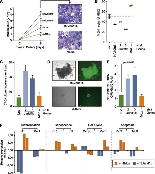 Figure 4. Jarid1b knockdown decreases hematopoietic cell differentiation in vitro. (A) Left panel: Jarid1b knockdown increases yields of mononuclear cells in cultures initiated with shJarid-transduced HSC/progenitor cell populations (mean ± standard deviation (SD), n = 2). Right panel: Wright-stained cytospin preparations of cells on day 9 of culture, 40× magnification, white arrows indicate primitive cells. (B) shJarid1b suppresses in vitro differentiation of HSC/progenitor cell populations. Proportions of Gr1+ cells on day 9 of culture were determined by flow cytometry. Each dot represents an independent culture. (C) Jarid1b knockdown enhances in vitro expansion of myeloid CFCs. The increase in CFC numbers was calculated from MNC and CFC numbers determined on days 2 and 9 (mean ± SD, n = 4). (D) Images of the predominant colony types. shJarid1b, colony-forming unit granulocyte-macrophage (CFU-GM), high proliferative potential; shMoz, CFU-macrophage (CFU-M), low proliferation. Left panels, bright field; right panels, epifluorescence. (E) Proportions of the highly proliferative CFU-GM in cultures of shRNA-transduced cells (mean ± SD, n = 4). (F) qRT-PCR–based comparison of cell fate–associated transcript levels on day 7 (Figure 3A) shJarid1b and shMoz cells compared with shLuc controls.