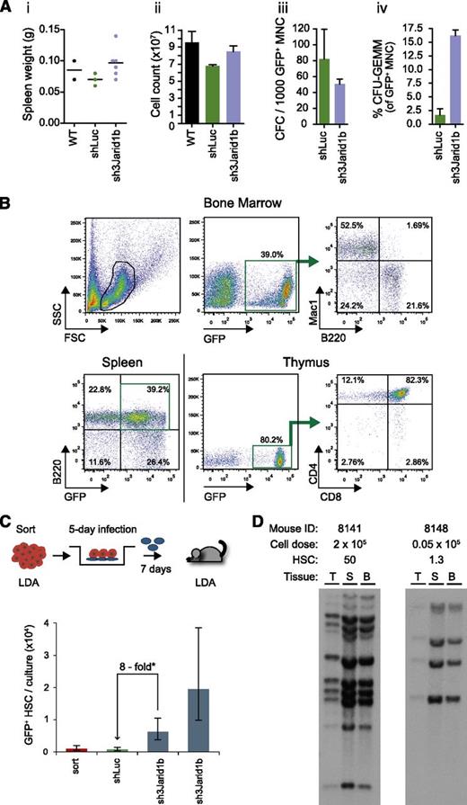 Figure 5. In vitro expanded shJarid1b-HSC retain long-term in vivo multipotency. (A) Analysis of hematopoietic tissues in recipients of day 7 cells (Figure 3B) at 1 year after transplantation. Panel i, spleen weight; panel ii, the total numbers of bone marrow cells pooled from pelvis, femur, and tibia; panel iii, CFC frequency in the GFP+ bone marrow cell populations; panel iv, proportions of GFP+ multilineage progenitors (CFU-GEMM). Dots in first plot represent the numbers of individual mice for which all the described parameters were analyzed. (B) Contribution of day 7 (Figure 3A) shJarid 1b (GFP+) cells to reconstitution of myeloid (Mac1+), B-lymphoid (B220+), and T-lymphoid lineage (CD4+, CD8+) at 1 year after transplantation. An example of typical reconstitution observed in all recipients (n > 10) is shown. (C) Jarid1b knockdown promotes the in vitro expansion of LTR-HSCs. Upper panel, experimental outline. Lower panel, CRU numbers in freshly sorted (ie, input) and day 7 shRNA-transduced cell populations (mean ± standard error). shJarid1b CRUs were determined in 2 independent experiments (see supplemental Table 6). (D) Clonal analysis of proviral integrations in DNA isolated from hematopoietic tissues of mouse from shJarid1b cohort introduced in Figure 5C. DNA was digested with EcoRI, which cuts once within the provirus such that each DNA fragment recognized by the 32P-labeled Gfp probe represents a unique integration event. Mouse ID, the total dose of transplanted cells, and the estimated number of transplanted CRU are shown on top. T, thymus; S, spleen; BM, bone marrow.