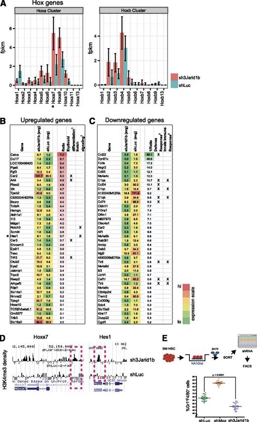 Figure 6. Jarid1b knockdown modulates molecular mechanisms implicated in maintenance of stemness. (A) Quantification of Hox gene transcripts in shJarid1b cells and shLuc controls as assessed by RNA sequencing (RNAseq) analysis. For each Hox cluster (A-B) genes, FPKM (fragments per kilobase per million reads) expression values are shown for both conditions. Error bars indicate standard deviation. RNA was isolated from HSC-enriched cells in culture (4 days following retroviral infection), and only cultures with GT rates >90% were selected. For each condition, 2 biological replicates were sequenced. (B) Average FPKM and fold-change expression values of the 40 most upregulated (FPKM >1 for shJarid1b cells) and (C) downregulated (FPKM >1 for shLuc controls) genes from the RNAseq experiment described in Figure. 6A. Genes annotated to specific functions are specified by a cross mark in respective columns. Complete data for all differentially expressed genes (q value <0.05; all FPKM values included) shown in supplemental Table 7. (D) Enrichment for H3K4me3 marks (black peaks) at the Hoxa7 and Hes1 loci in shJarid1b cells. Chromatin immunoprecipitation was carried out using day 7 (Figure 5C) shJarid1b or shLuc-cells. Total H3K4me3 levels are presented in supplemental Figure 6. (E) Top panel: Experimental strategy for generation of Nup98Hoxa10-homeodomain (NA10hd) plus shRNA-overexpressing cells. Following puromycin selection, the Sca1+CD43- Gr1-F4/80- NA10hd-transduced cells were infected with shLuc-, shMoz-, and shJarid1b 1b-carrying retroviruses. Lower panel: Jarid1b knockdown suppresses differentiation of NA10hd overexpressing cells. Proportions of Gr1+F4/80+ (ie, differentiated) cells in cultures were determined by flow cytometry on day 7 after shRNA transduction. Each dot represents individual culture comprising the transduced progeny of 1500 CD150+CD48-Lin- bone marrow cells1: manual curation2,3: 3.4- and 3.7-fold enrichment with false discovery rate of 4.6E-24 and 4.2E-11 in Gorilla bioinformatic tool. *Denotes high H3K4me3 densities, refer to Figure 6D.