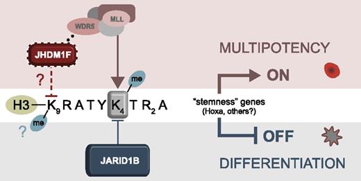 Figure 7. Proposed model for JARID1B activity in modulation of HSC fate. Gray shaded area: JARID1B erases the tri-methyl marks of H3K4 at stemness loci and represses activity of multipotency genes. Pink area: Decrease in JARID1B activity shifts balance in favor of histone methylases, preserving the active H3K4me3 mark at stemness loci to sustain multipotency.