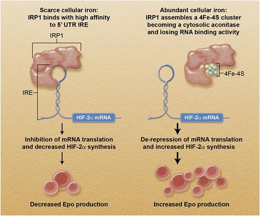 Schematic representation of how cellular iron status controls erythropoietin production through the IRP1-HIF-2α axis. In this scheme, the cell of interest is a specialized interstitial renal fibroblast that responds to tissue hypoxia by producing erythropoietin. The IRP1/IRE-mediated translational control primarily influences HIF-2α synthesis: the final impact on erythropoietin production depends also on oxygen tension (see text). Professional illustration by Alice Y. Chen.