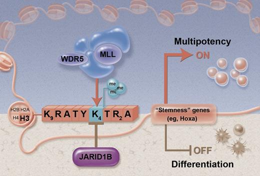 Proposed model for JARID1B activity in HSC regulation. The box of letters depicts the amino-terminal tail of histone H3. By counteracting the trimethylated status of lysine 4 (H3K4), JARID1B represses “stemness” loci and expression of genes associated with multipotency (brown shaded area). Conversely, knockdown of JARID1B shifts the balance toward the methylated status induced by the MLL/WDR5 complex to sustain multipotency (blue shaded area). Figure adapted from Figure 7 in the article by Cellot et al that begins on page 1545. Professional illustration by Alice Y. Chen.