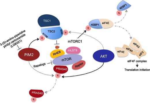 Pim2 and Akt kinase regulation of mTORC1: TSC2 (forms a complex with TSC1) inhibits the nutrient-mediated or growth factor-stimulated phosphorylation of S6K1 and 4EBP1 and the assembly of the elongation initiation factor 4E eIF4F complex comprising eIF4E, eIF4G, and eIF4A by negatively regulating mTORC1 signaling. TSC2 acts as a GTPase-activating protein (GAP) for the small GTPase RHEB, a direct activator of the protein kinase activity of mTORC1. See the article by Lu et al beginning on page 1610 where it is reported that Pim2 directly phosphorylates TSC2 on Ser-1798 (relieving its suppression on RHEB in mTORC1; solid line) and far less efficiently phosphorylates PRAS40 (dotted line), leading to its release from mTORC1 (PRAS40 suppresses mTORC1 activation). In contrast, PRAS40 is the main effector of Akt, which phosphorylates TSC2 on Ser-939 and Thr-1462.