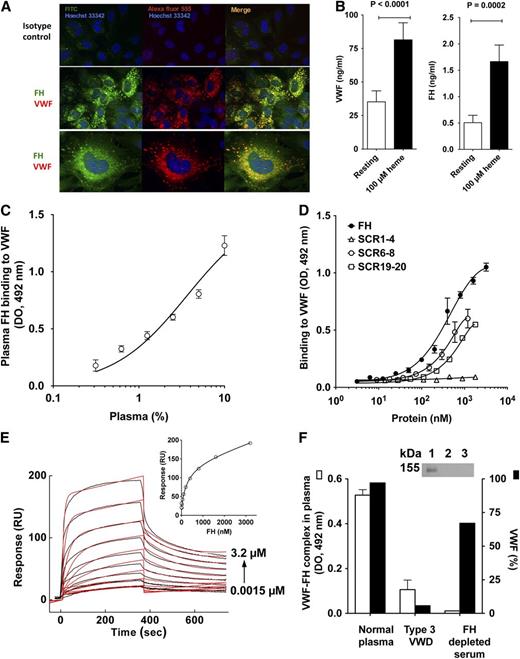 Figure 1. Interaction of VWF and FH. (A) Colocalization of VWF and FH in WPBs of ECs. HUVEC were fixed with PFA (4%), permeabilized with Triton X-100 (0.5%), and stained for intracellular VWF and FH. For FH detection, a pool of 3 biotinylated monoclonal antibodies against FH or a biotinylated mouse IgG1 isotype control, followed by streptavidin-FITC, were used. For VWF, a rabbit polyclonal anti-human VWF IgG or a rabbit IgG control, followed by an Alexa Fluor 555–labeled goat anti-rabbit IgG, were used. Nuclei were stained with Hoechst 33342 dye (blue); a 63× oil-immersion objective was used for photography. (B) Cosecretion of FH and VWF by heme-stimulated HUVECs. Confluent HUVECs were incubated alone or in the presence of 100 µM heme in serum-free medium for 30 minutes at 37°C. VWF and FH were detected in culture supernatant by ELISA using commercially available purified proteins as standards. (C-D,F) Interaction between VWF and FH. VWF (10 nM; C) or anti-VWF antibody (D,F) were coated on 96-well microtiter plates. After blocking with Tris-buffered saline, 3% albumin, purified FH or recombinant FH fragments consisting of domains 1 to 4, 6 to 8, and 19 to 20 (C), or normal plasma (D,F) were incubated. In panel C, plasma was incubated in the presence of 300 mM NaCl to prevent formation of the VWF/FH complex during the incubation time (see supplemental Figure 4, available on the Blood Web site). FH and its fragments were detected with a polyclonal goat anti-FH antibody, a horseradish peroxidase–conjugated rabbit polyclonal anti-goat antibody and substrate. The polyclonal anti-FH IgG recognized equally FH and all recombinant FH fragments (supplemental Figure 1). (E) SPR analysis of FH binding to VWF. Association and dissociation of FH (1.5-3200 nM) with immobilized recombinant VWF (5500 RU) were followed in 10mM HEPES, 150 mM NaCl, Tween 0.005%, pH 7.4, for 360 seconds each, with a flow rate of 10 μL per minute. Curves depict RUs as a function of time. Data were fitted by the 1:1 Langmuir binding model with a drifting baseline. (E, inset) The equilibrium binding as the maximum signal measured at the end of the association phase as a function of the concentration of FH. Data were fitted with a 1-site nonlinear fit. Representative of 2 independent experiments. (F) (Inset) Protein G–coated sepharose beads where incubated with a polyclonal anti-VWF antibody, and then incubated with IgG-depleted normal plasma. FH was detected by western blotting under reduced conditions using an anti-FH antibody (lane 1, normal plasma; lane 2, type 3 VWD plasma; lane 3, FH-depleted serum). FITC, fluorescein isothiocyanate; HEPES, N-2-hydroxyethylpiperazine-N′-2-ethanesulfonic acid; PFA, paraformaldehyde; RU, resonance unit.
