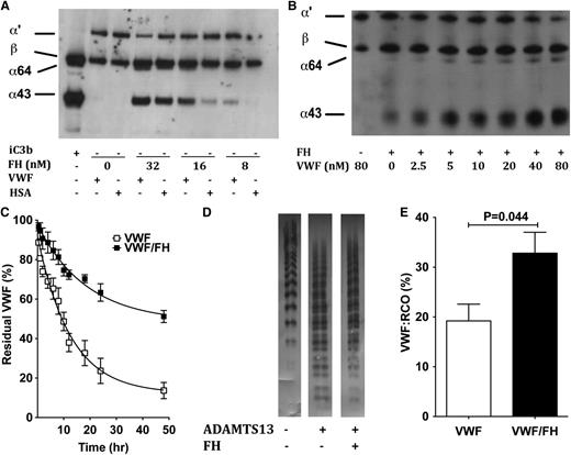 Figure 2. Effect of the interaction between VWF and FH on FH cofactor activity, ADAMTS13-mediated VWF proteolysis, and VWF:RCo assay. (A-B) Cofactor activity of FH for CFI. FH (A, 0-32 nM; B, 13 nM), FI (17 nM), and C3b (8 nM) were incubated in the presence of VWF (A, 80 nM; B, 0-80 nM) or human serum albumin (HSA) (A, 80 nM) for 30 minutes at 37°C. The proteolysis of C3b into iC3b was analyzed by 10% SDS–polyacrylamide gel electrophoresis under reducing conditions using a goat anti-human C3 antibody. The presence of VWF enhanced FH cofactor activity resulting in increased cleavage of the C3b α′ chain into the α 65- and α 43-kDa fragments. (C) Effect of FH on ADAMTS13-mediated VWF proteolysis. Kinetics of digestion of VWF (10 nM) in the presence or absence of FH (645 nM) by recombinant ADAMTS13 (10 nM) in Tris-buffered saline. VWF digestion was carried out without shear stress and without denaturing agent. At selected times, the reaction was stopped by EDTA. The residual VWF was measured by a sandwich ELISA using a monoclonal antibody against the N-terminal site of VWF for capture and an anti–C-terminal antibody for detection. Plain curves represent the data fitted to the 1-phase exponential decay (r2 ≥ 0.87). Data depict means ± standard deviation of 3 independent experiments. (D) Distribution of VWF multimers. The samples recovered after 12 hours of incubation were separated by an SDS–2% agarose gel, transferred to a nitrocellulose membrane, and revealed using a polyclonal anti-VWF IgG coupled to horseradish peroxidase. The figure depicts the migration profile of VWF (10 nM) incubated alone, in the presence of ADAMTS13 (10 nM) with or without FH (645 nM). (E) Effect of FH on VWF:RCo assay. VWF (4 nM) incubated with purified FH (344 nM, 30 minutes at 37°C) and added on formol-fixed platelets in the presence of ristocetin. VWF:RCo was assessed using a commercial kit (Siemens) on an APAC4004 platelet aggregometer (Elitech). Percentage of VWF-mediated platelet aggregation was compared with normal human plasma. FI, complement factor I; RCo, ristocetin cofactor.