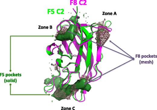 Figure 1. In silico analysis of small molecule binding pockets on the surface of the C2 domain of human FVIII and FV. Ribbon diagram presentation of the C2 domain of FVIII (magenta) and FV (green). The consensus from pocket detection programs is shown here, illustrating the presence of 3 potential locations for pockets that may bind small molecules on the surface of the C2 domains: in zones A, B, and C. Zone A was found only in the FVIII structure. The overall shape of the pockets identified is indicated in a mesh representation for FVIII and a solid surface for FV.