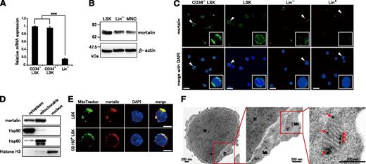 Figure 1. Mortalin is abundantly localized in the mitochondria of HSPCs. (A) qRT-PCR analysis of mortalin in CD34− LSK, CD34+ LSK, and Lin− cell populations. β-actin was used as an endogenous control. Data represent the mean ± standard deviation(SD) (n = 4; ***P < .001). (B) Western blot analysis of mortalin and β-actin in total cell extracts derived from freshly isolated LSK, Lin−, and MNC populations. (C) Fluorescence microscopy images of freshly isolated CD34− LSK, LSK, Lin−, and Lin+ cells stained with 4′,6-diamidino-2-phenylindole (DAPI) (blue) and an anti-mortalin Ab (green). The smaller boxes show higher power views of the areas denoted by arrowheads. Scale bar, 20 μm. (D) Western blot analysis of mortalin in cytoplasmic, mitochondrial, and nuclear fractions prepared from Lin− BM cells. Hsp90, Hsp60, and Histone H3 were used as cytoplasmic, mitochondrial, and nuclear markers, respectively, to monitor the purity of the subcellular fractions. (E) Fluorescence microscopy images of freshly isolated CD150+ LSK and LSK cells stained with an anti-mortalin Ab (red), Mito Tracker (a cell-permeable membrane marker, green), and DAPI (blue). Scale bar, 5 μm. (F) Electron microscopy images of ultrathin sections of Lin− BM cells. N, nucleus; C, cytoplasm; Mt, mitochondria. Arrows indicate immunogold-labeled mortalin. Magnified images show details in single mitochondria. Scale bar, 200 nm.