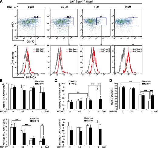 Figure 2. MKT-077, an inhibitor of HSP70 family, reduces HSC numbers and increases ROS production in vitro. (A) Representative FACS profiles of CD150+ LSK fractions (upper) and ROS levels in CD150+ LSKs (lower) treated with MKT-077 for 10 days. (B) Absolute cell numbers (upper) and CD150+ LSK cell numbers (lower) in cultures treated with MKT-077 ± NAC for 10 days. Data represent the mean ± SD (n = 4; *P < .05, **P < .01, ***P < .001). (C) Intensity of DCF-DA fluorescence in CD150+ LSK cells (upper) and CD150− LSK cells (lower) treated with MKT-077 ± NAC for 10 days. Data represent the mean ± SD (n = 4; **P < .01, ***P < .001). (D) Colony numbers originating from 300 LSK cells treated with MKT-077 ± NAC for 10 days. Data represent the mean ± SD (n = 3; **P < .01, ***P < .001).