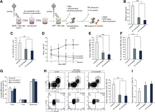 Figure 3. Mortalin KD leads to a severe deficiency in long-term HSC repopulation. (A) The experimental scheme is shown. (B) Mortalin expression in sh-mortalin–transduced LSK cells at 10 days after transduction. Data represent the mean ± SD (n = 3; ***P < .001). (C) Numbers of CD150+ LSK cells 1 week after the culture of sorted sh-mortalin–transduced GFP+ LSK cells. Data represent the mean ± SD (n = 4; **P < .01). (D) PB chimerism of donor-derived cells analyzed at each month posttransplantation. Data represent the mean ± SD (n = 7/group; **P < .01). (E) Absolute number of donor-derived MNCs in the BM at 4 months posttransplantation. Data represent the mean ± SD (n = 7/group; **P < .01, ***P < .001). (F) Number of colony forming cells originating from 500 donor-derived LSK cells at 4 months posttransplantation. Data represent the mean number of colonies (±SD) formed per 500 cells (n = 3/group; **P < .01). (G) Percentage (±SD) of donor-derived B220+ B cells, CD3+ T cells, and Mac-1+/Gr-1+ myeloid cells in the recipient BM (n = 7/group). (H) Representative cell cycle FACS profiles (left) of GFP+ donor-derived LSK cells at 4 months posttransplantation. Graphs (right) show the mean percentages (±SD) of donor-derived LSK cells in the Go state (n = 7/group; **P < .01). (I) Percentages (±SD) of donor-derived Annexin V+ LSK cells in the recipient BM (n = 7/group).